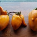 기형농장 이미지