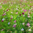 배곧생명공원 이미지