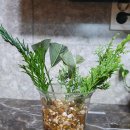 사비농장 이미지