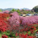 꽃동산 Daum카페