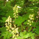 감자난초 / Oreorchis patens (Lindl.) Lindl 이미지