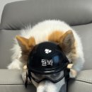 강아지세상 - 청주시 서원구 사직대로 258 | LTDO 중형견 강아지 헬멧 + 고글 구매후기
