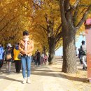 곡교천 은행나무길 이미지