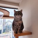 고양이의 봄, 묘랑묘랑 이미지