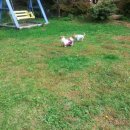 그랑샤리오 이미지