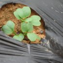 비둘기농장 이미지