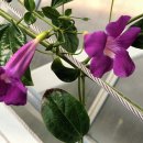 부천호수식물원 수피아 이미지