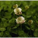 네잎클로버 이미지