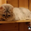 고양이 별 이미지