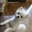 씨밀레동물병원 이미지