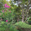 하얀나무펜션 이미지