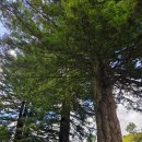 도로변(구로동 3-64) | 뉴질랜드 여행 북섬 테 와이호우 블루 스프링 워크웨이 (Te Waihou Blue Spring Walkway)