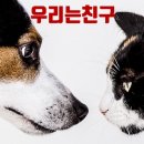 동락공원 반려동물 놀이터 이미지