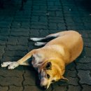 아이펫동물병원 이미지