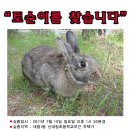 [실종]서울 영등포구 대림동 토끼를 찾습니다 이미지