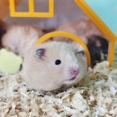 펫엔글라이더 인천점 이미지