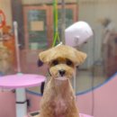 몽구 | 대전 도안동 강아지 미용실 추천 3년째 다니는 몽구 애견미용 솔직후기