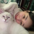 멍냥이수라간 | 네바마스커레이드 고양이 생일파티 해주기 : 고양이 케이크, 아이디어스 고양이 목줄 추천