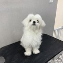 늘, 빛나개 이미지