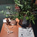 안산탕 | 아산 탕정 맛집 가족 외식 성공 생얼왕돈까스, 투움바파스타, 피자 필수 코스, 경양감성 솔직 후기