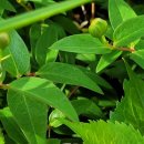 낭도 꿈뜰펜션 이미지