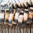 숲속장어 이미지