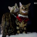 맑은숲동물병원