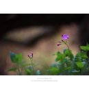 앵초 - 유성구 엑스포로 488 | 앵초