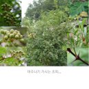 물고기나무 이미지