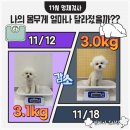 부산애견호텔 강아지 유치원 맘바이 서면본점 이미지