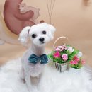 댕댕이미용 이미지