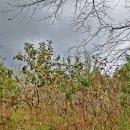 울주 대곡리 반구대 암각화 이미지