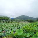 마하재활병원 | 거제 수국 명소 저구 수국동산, 반야원과 마하재활병원 연꽃쉼터 방문 후기