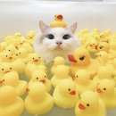 (주)제이오