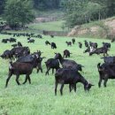 강진흑염소 이미지