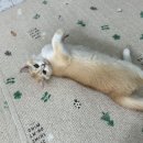 놀면묘하냥 고양이카페 이미지