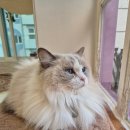 은광여자고등학교 | 강남역 데이트 코스 커플 방문 추천 캠핑고양이 양재 고양이 카페 재방문 후기 (내돈내산, 주차장 있음)