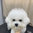 댕데이지 이미지