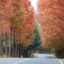 진안 메타세쿼이아길 이미지