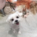 심쿵멍쿵 이미지