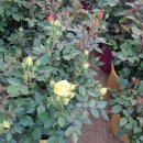 논실농원 이미지