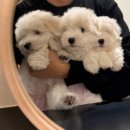 스니프 아틀라스 이미지