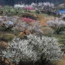 고향의 봄 이미지