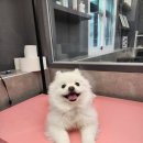 우한수 애견미용실 이미지