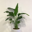 하나로꽃집 이미지