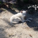 개판살판 이미지