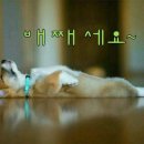 공지로 이미지