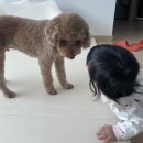 브이모텔 | 세종시 대평동 :) 세종 강아지미용 '비니베니' 세종반려견 미용실 후기 (섬세함과 트랜디함은 덤덤+)