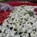 한강시민공원(화훼단지) 이미지