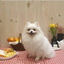 그루펫 이미지